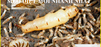 Mẹo diệt mối tận gốc nhanh nhất