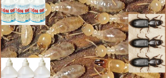 Diệt mối mọt bằng cồn 24