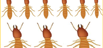 Diệt mối mẹo dân gian 24