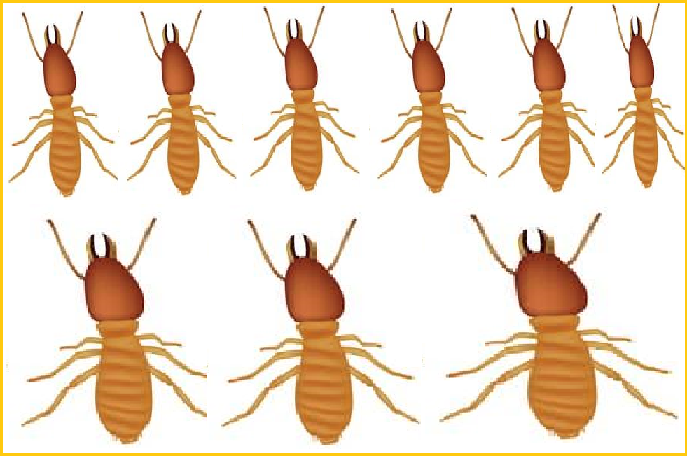 Diệt mối mẹo dân gian 24