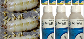 Mách bạn cách diệt mối bằng thuốc Agenda 25EC