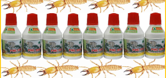 Diệt mối Phủ Lý Tỉnh Hà Nam