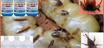 Diệt mối mọt bằng cồn giá rẻ nhất