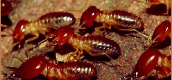 Diệt mối muỗi uy tín