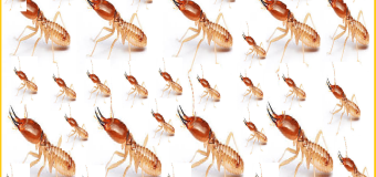 Diệt mối Mỹ Tho