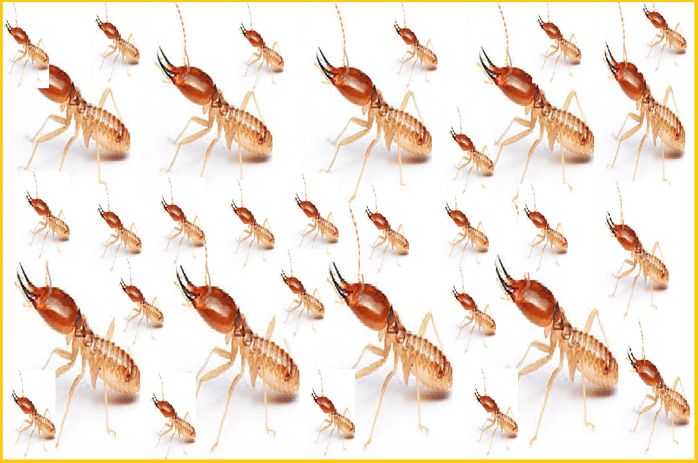 Diệt mối Mỹ Tho 