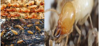 Mách bạn mua thuốc diệt mối ở đâu nhanh nhất