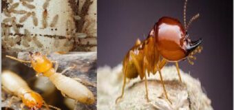 Diệt mối nhanh 24h