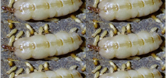 Diệt mối Nguyễn Chí Thanh 24