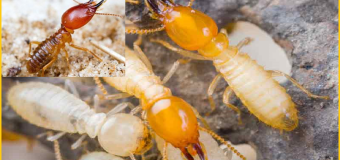 Diệt mối như thế nào