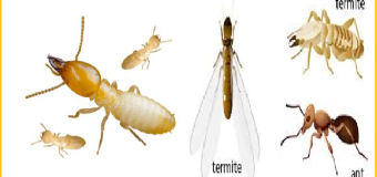 Diệt mối như thế nào sinh học