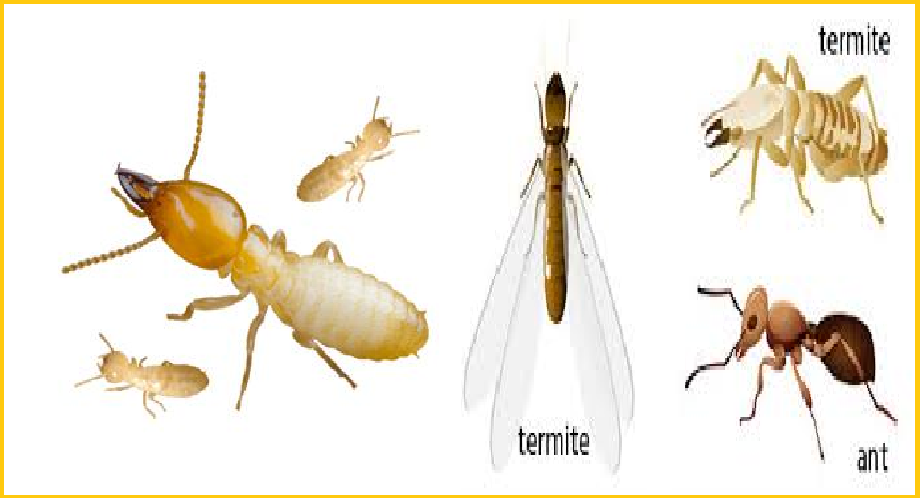 Diệt mối như thế nào sinh học