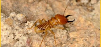 Diệt mối Nguyễn Chí Thanh Hà Nội