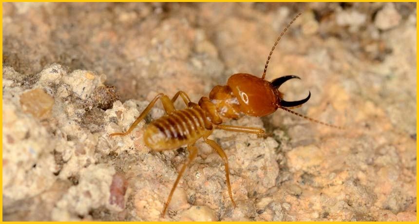 Diệt mối Nguyễn Chí Thanh Hà Nội