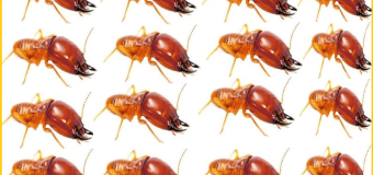 Diệt mối quận 9 hcm