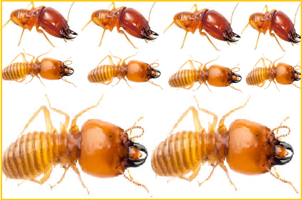 Diệt mối quận 8 siêu rẻ