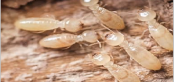 Địa chỉ diệt mối uy tín giá rẻ