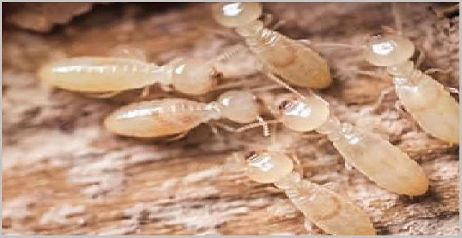 Địa chỉ diệt mối uy tín giá rẻ