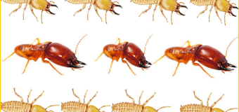Diệt mối quận 2 hcm