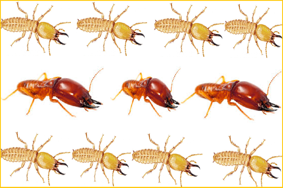 Diệt mối quận 2 hcm