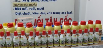 Diệt mối tại Vinh tỉnh Nghệ An