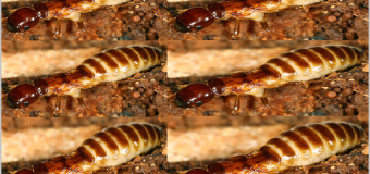 Diệt mối tại Quận 10 hcm
