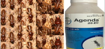 Diệt mối tận gốc Bà Rịa giá rẻ nhất