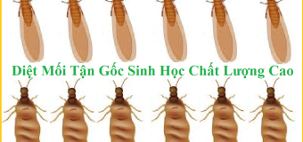 Cách diệt mối xông nhà giá rẻ 365