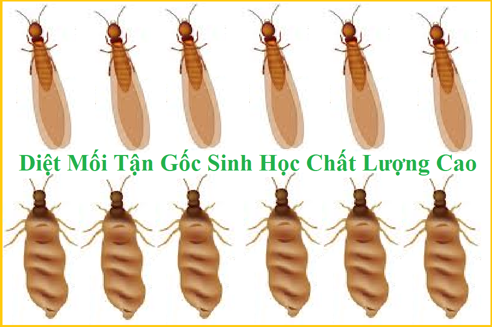 Cách diệt mối xông nhà giá rẻ 365