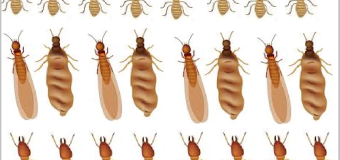 Diệt mối tận gốc uy tín giá rẻ