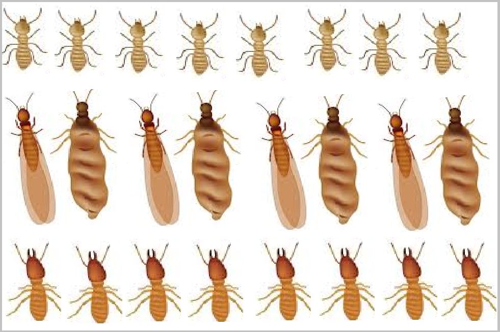 Diệt mối tận gốc uy tín giá rẻ