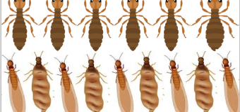 Xịt diệt mối