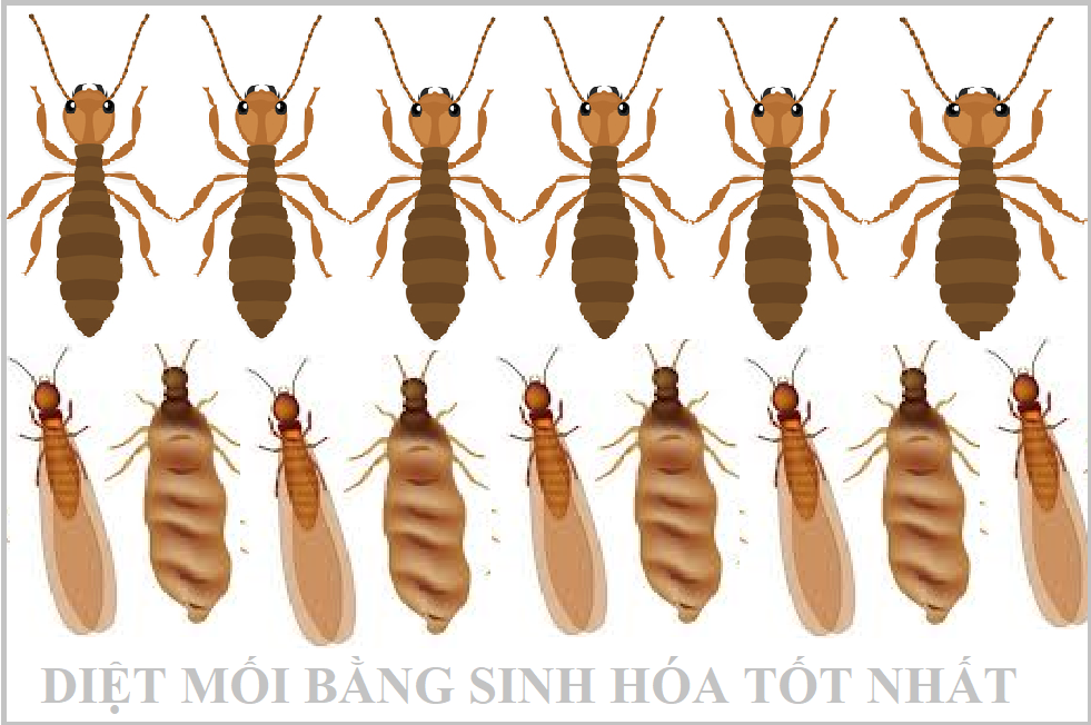 Xịt diệt mối