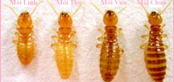 Công ty diệt mối Đà Nẵng giá rẻ