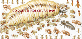 Diệt mối Yên Bái giá rẻ nhất