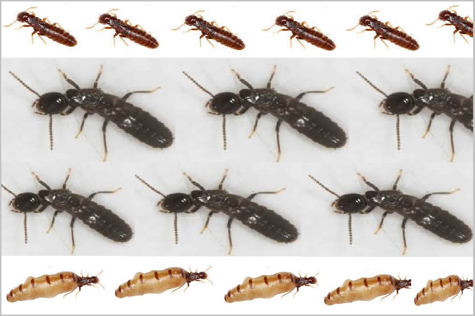 Diệt mối tận gốc Phú Yên rẻ nhất