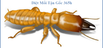 Diệt mối tận gốc Quận 12 giá rẻ nhất