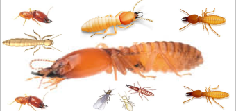 Định mức diệt mối 2014