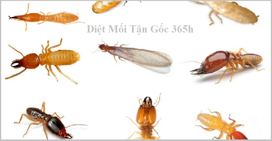 Diệt mối 6 giá rẻ chất lượng cao