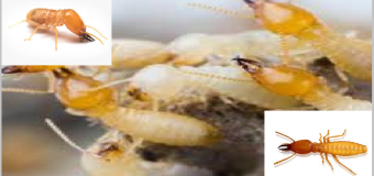 Diệt mối tận gốc hcm 24h giá rẻ