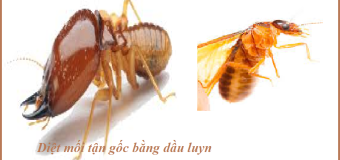 Diệt mối quận 7 hcm