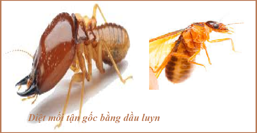 Diệt mối quận 7 hcm