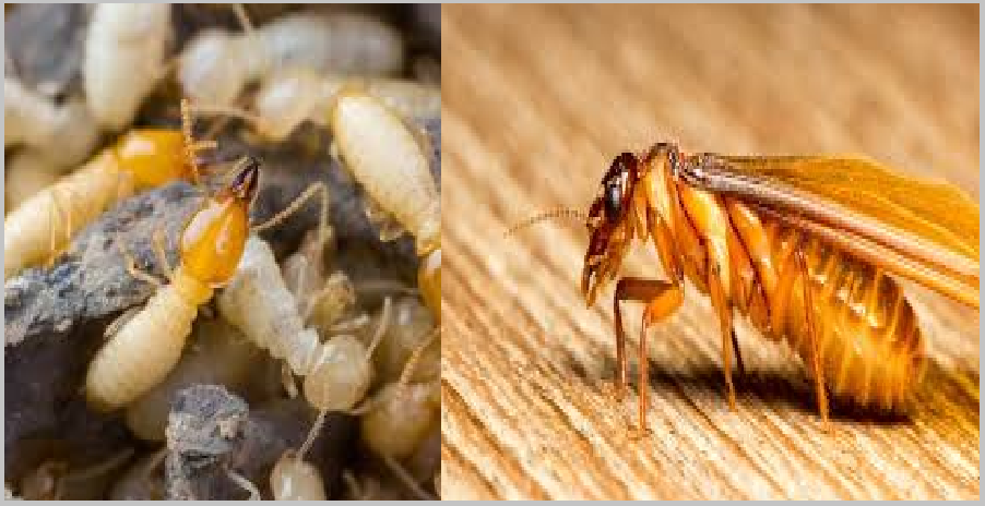 Diệt mối Bảo Việt