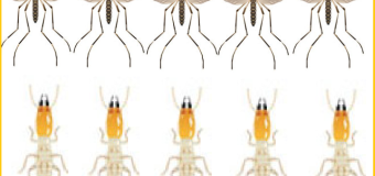 Diệt mối tận gốc tại tphcm giá rẻ nhất