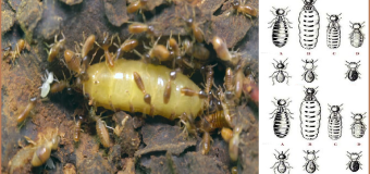 Danh sách các cty diệt mối tại tphcm