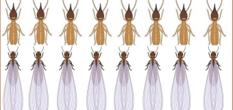 Diệt mối tận gốc tại Củ Chi rẻ nhất