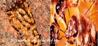 Diệt mối Hà Nội chất lượng cao
