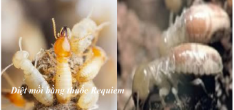 Diệt mối Hải Phòng uy tín