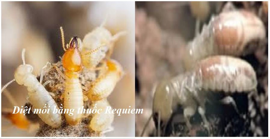 Diệt mối Hải Phòng uy tín