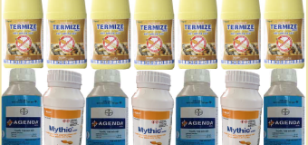 Cách diệt mối ăn cây